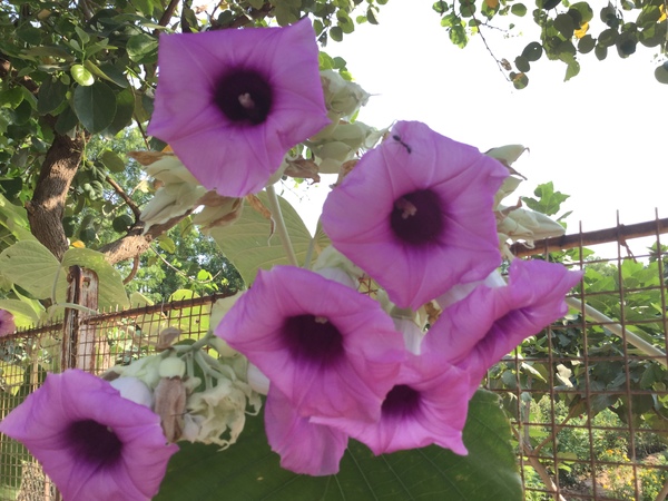 divine flowers of elephant creeper 600